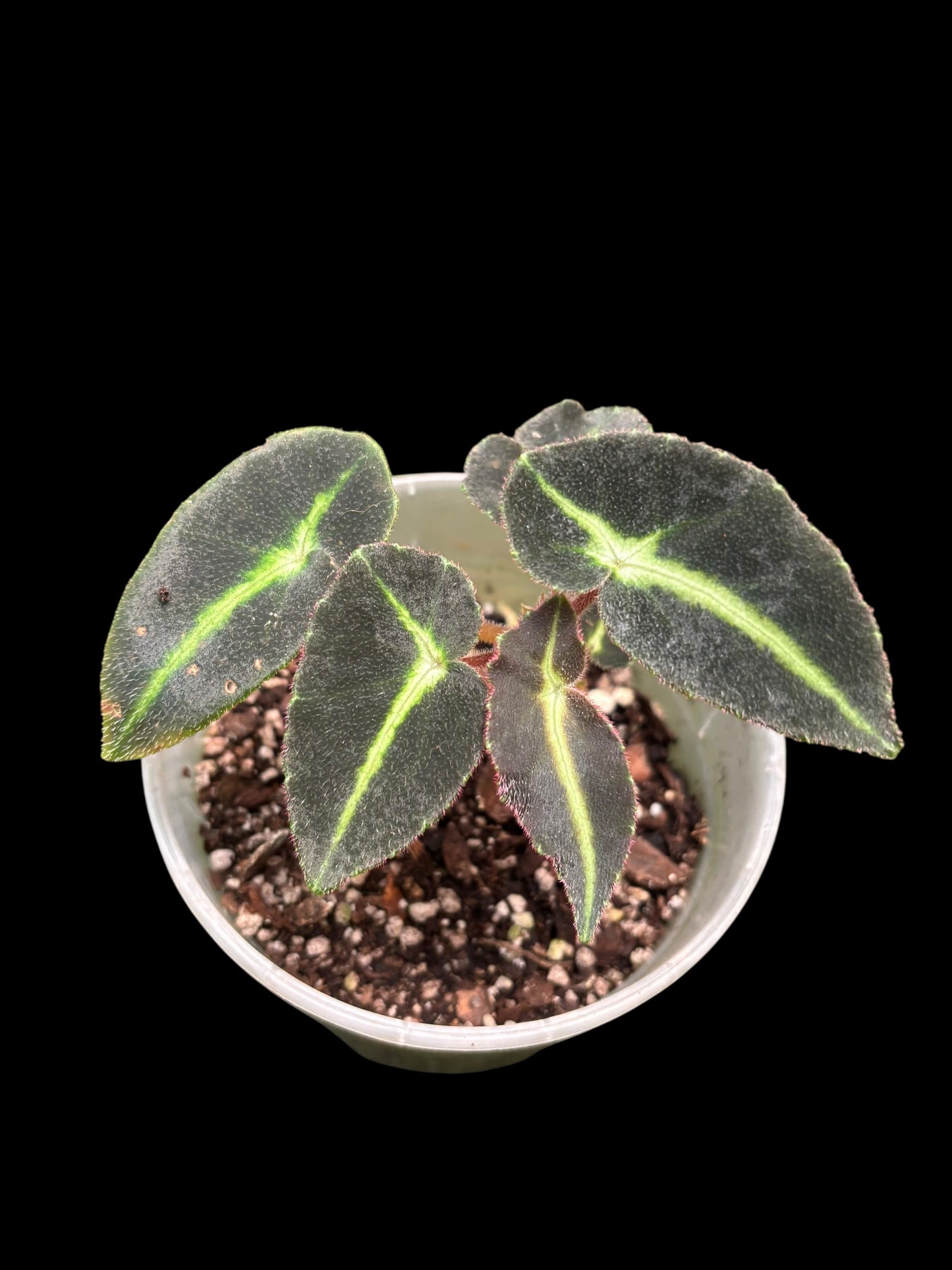 Begonia listada