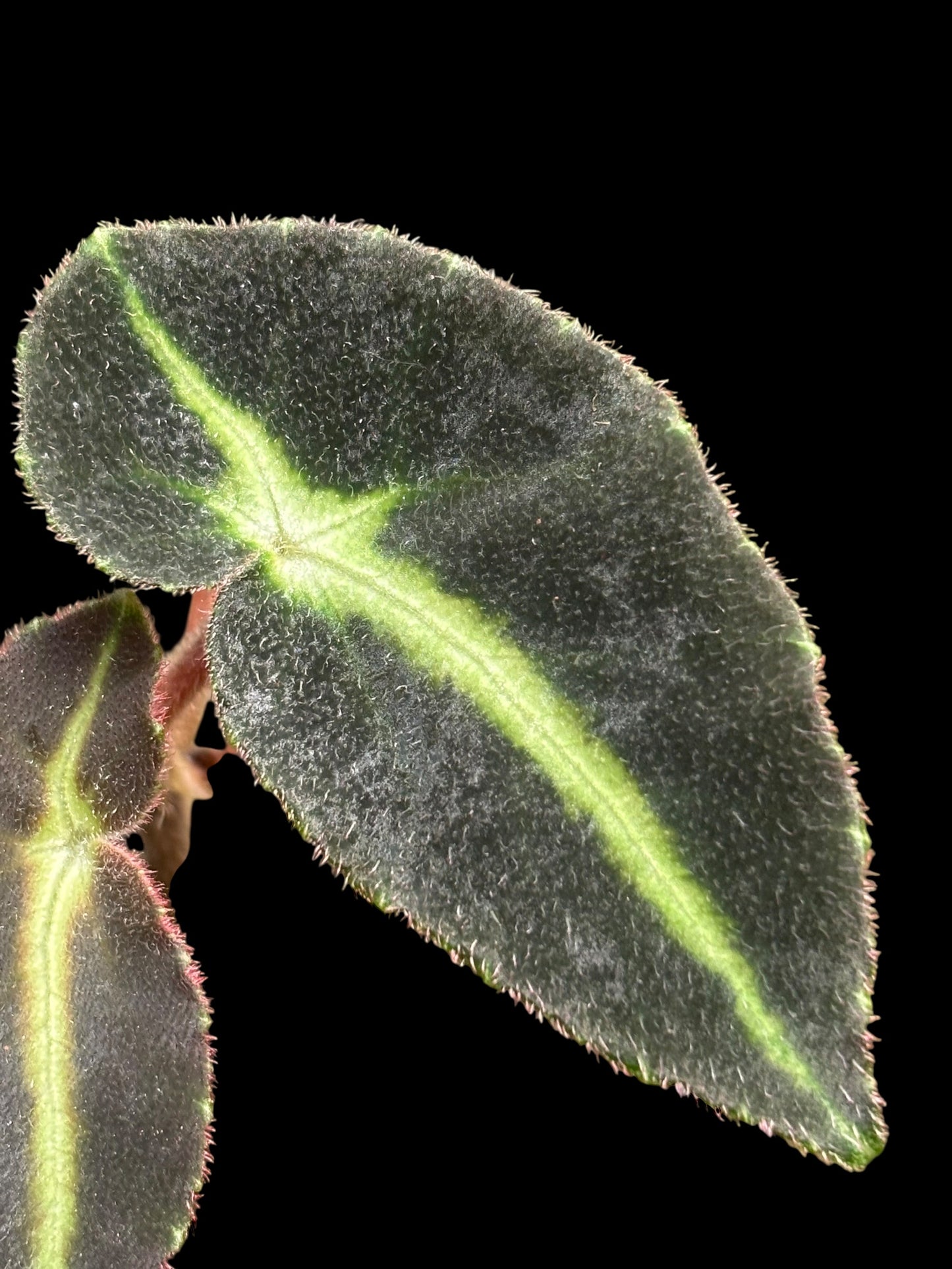 Begonia listada