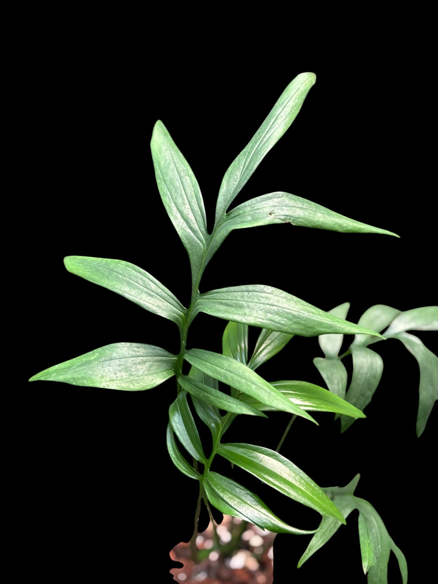 Monstera subpinnata