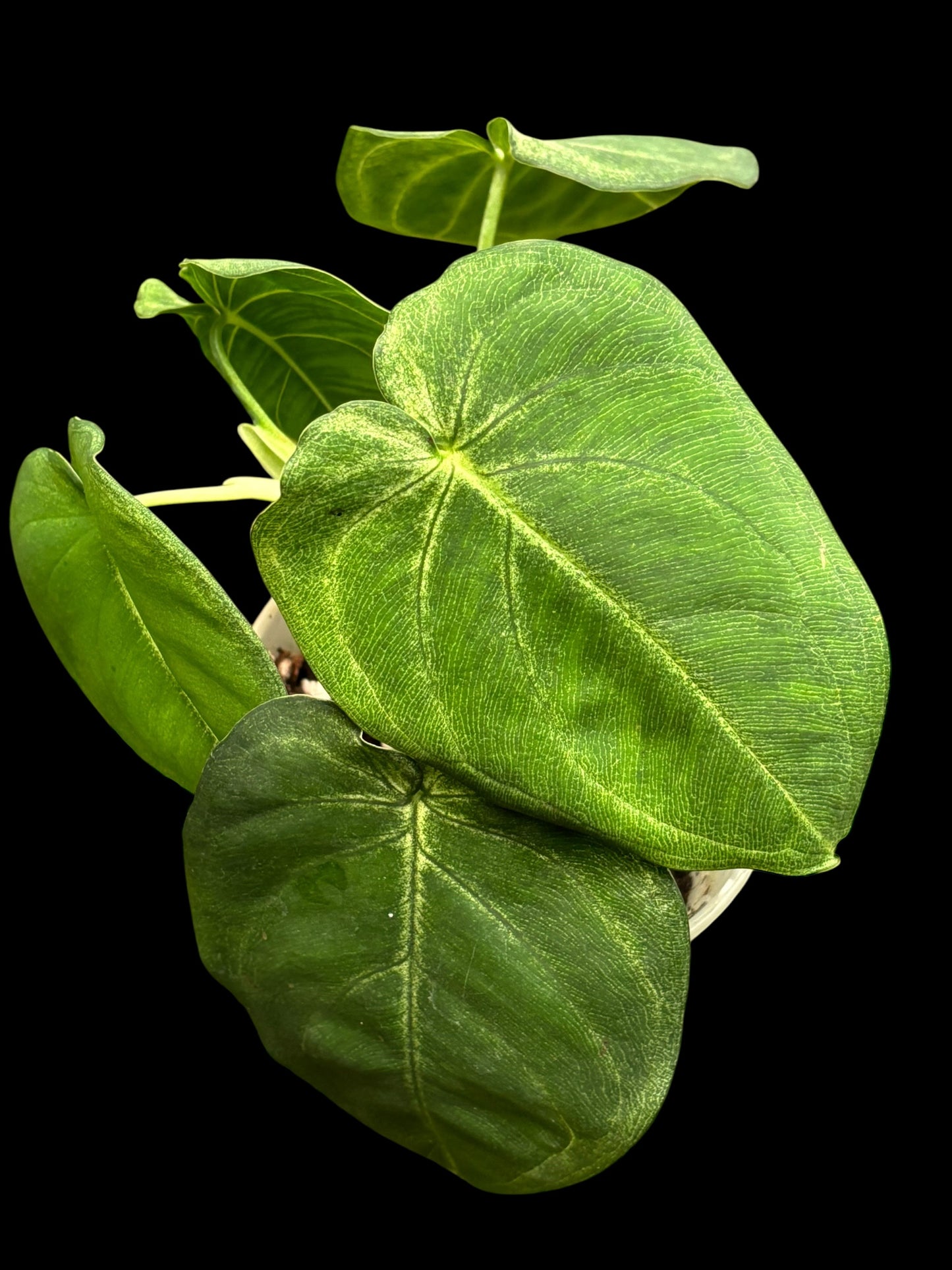 Syngonium frosted heart