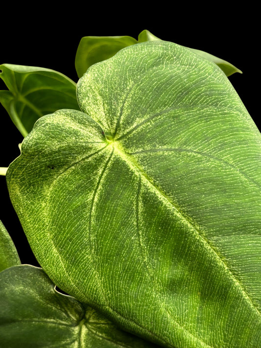 Syngonium frosted heart