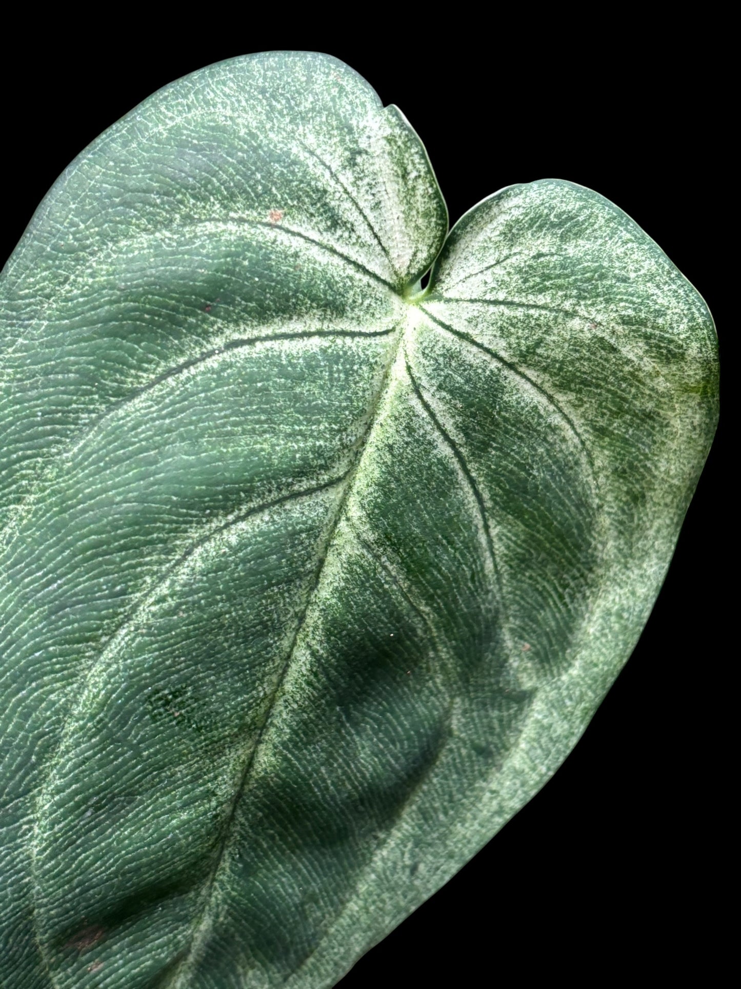 Syngonium frosted heart