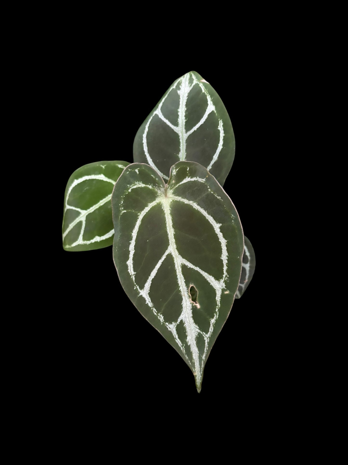 Anthurium forgetii silver hybrid