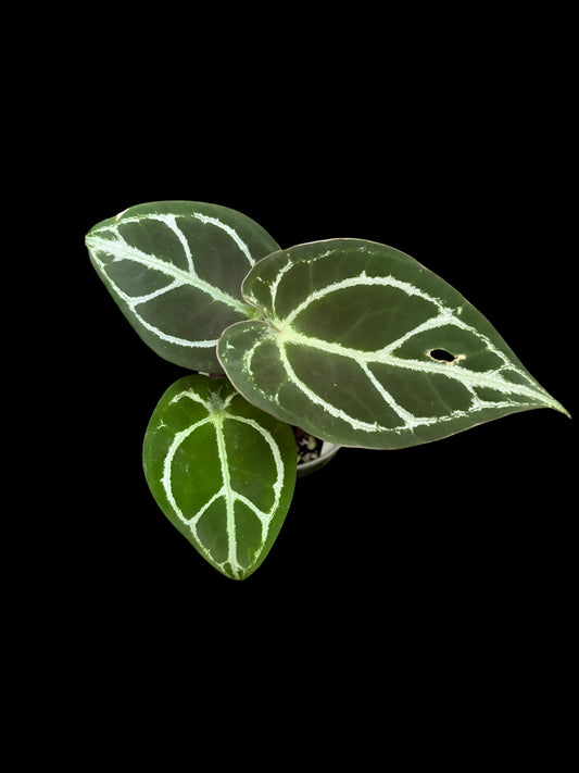 Anthurium forgetii silver hybrid