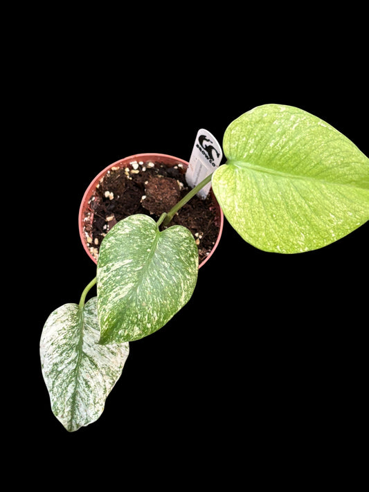 Monstera deliciosa 'mint'