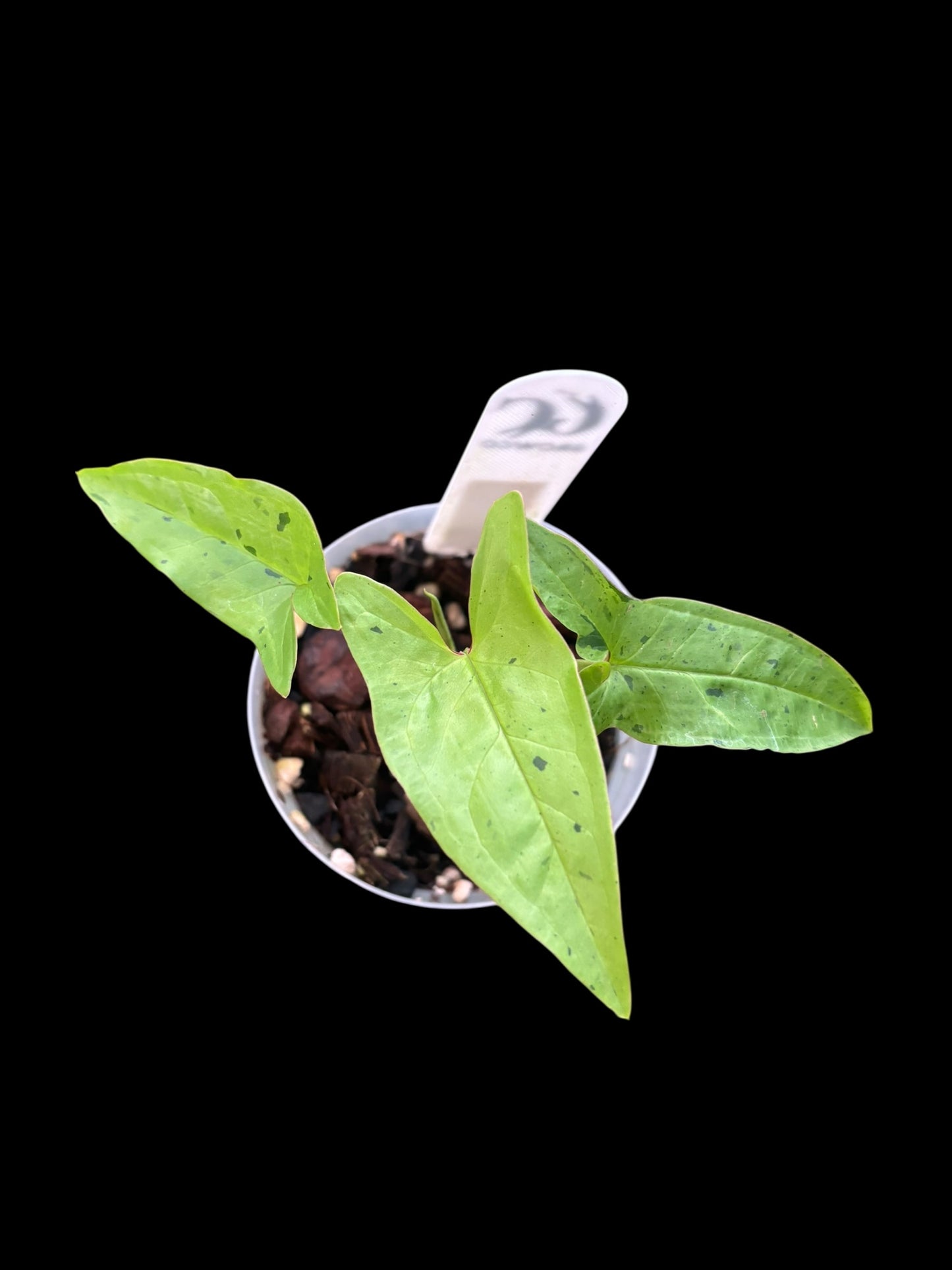 Syngonium angustatum lemon