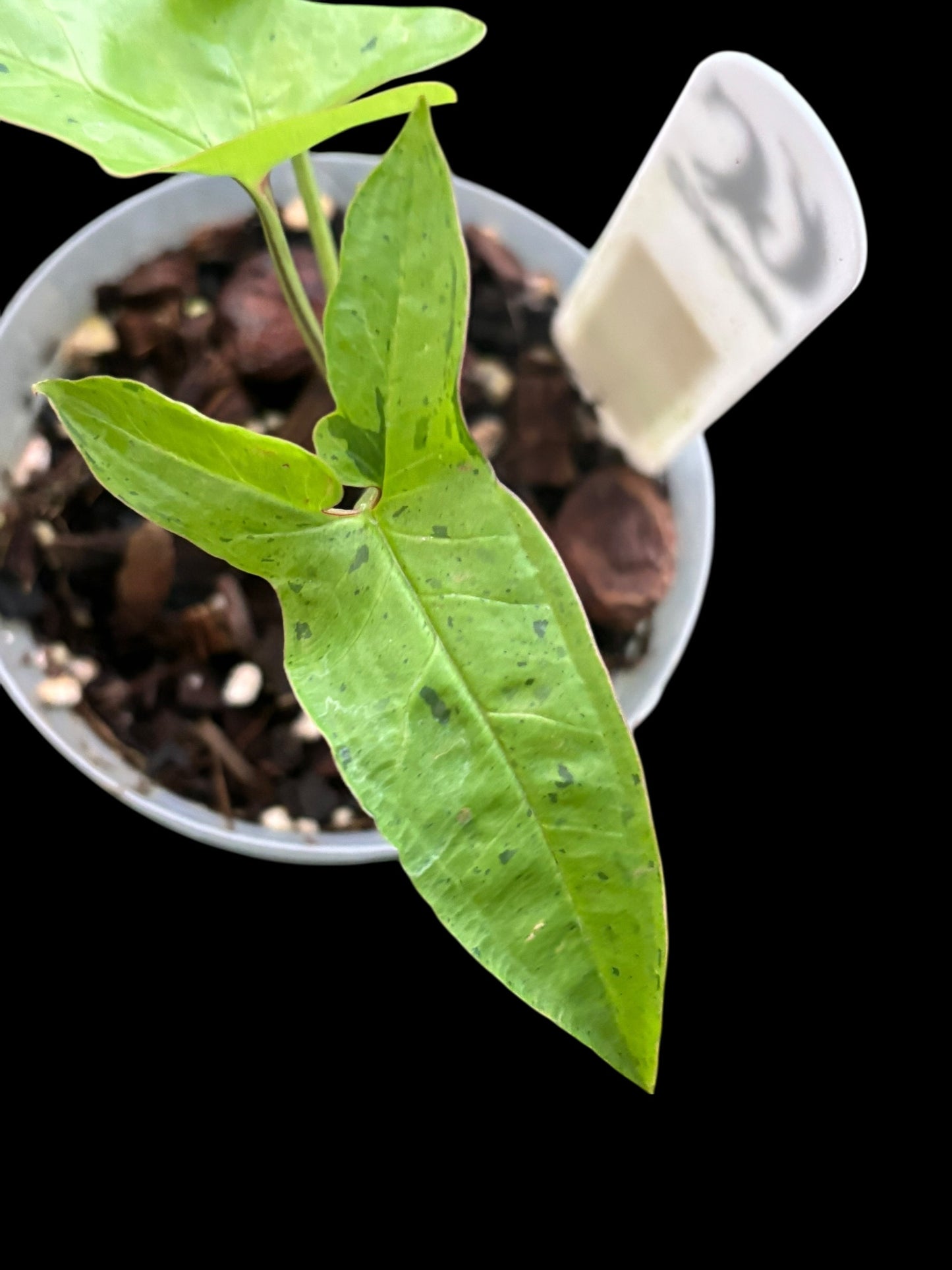 Syngonium angustatum lemon