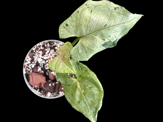 Syngonium green splash