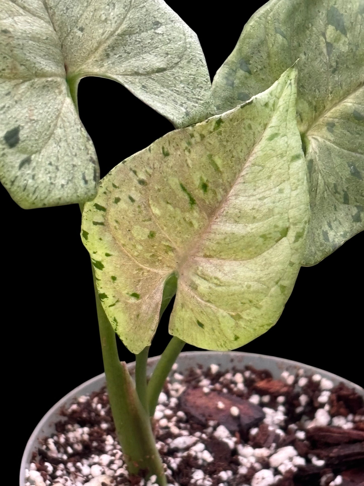 Syngonium green splash
