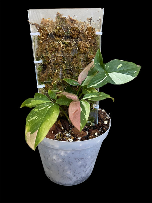 Syngonium red spot tri colour