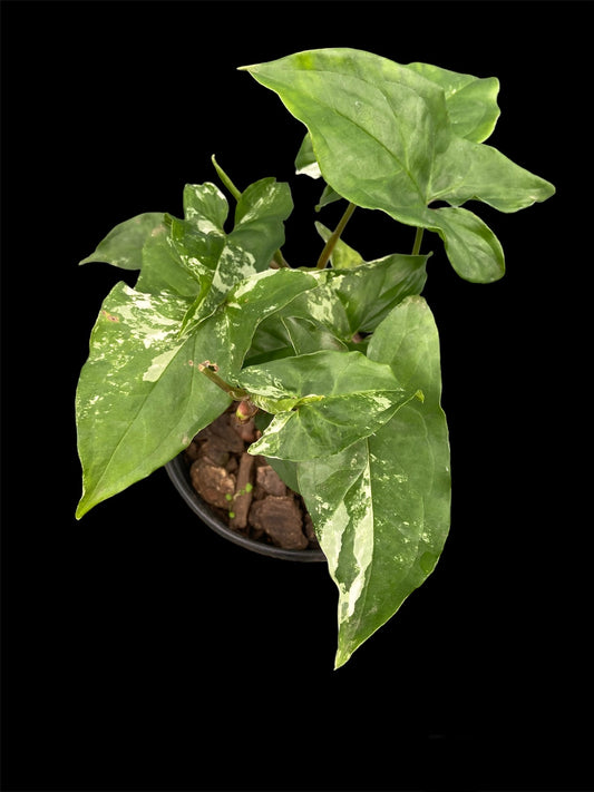 Syngonium Albo (low variegation)