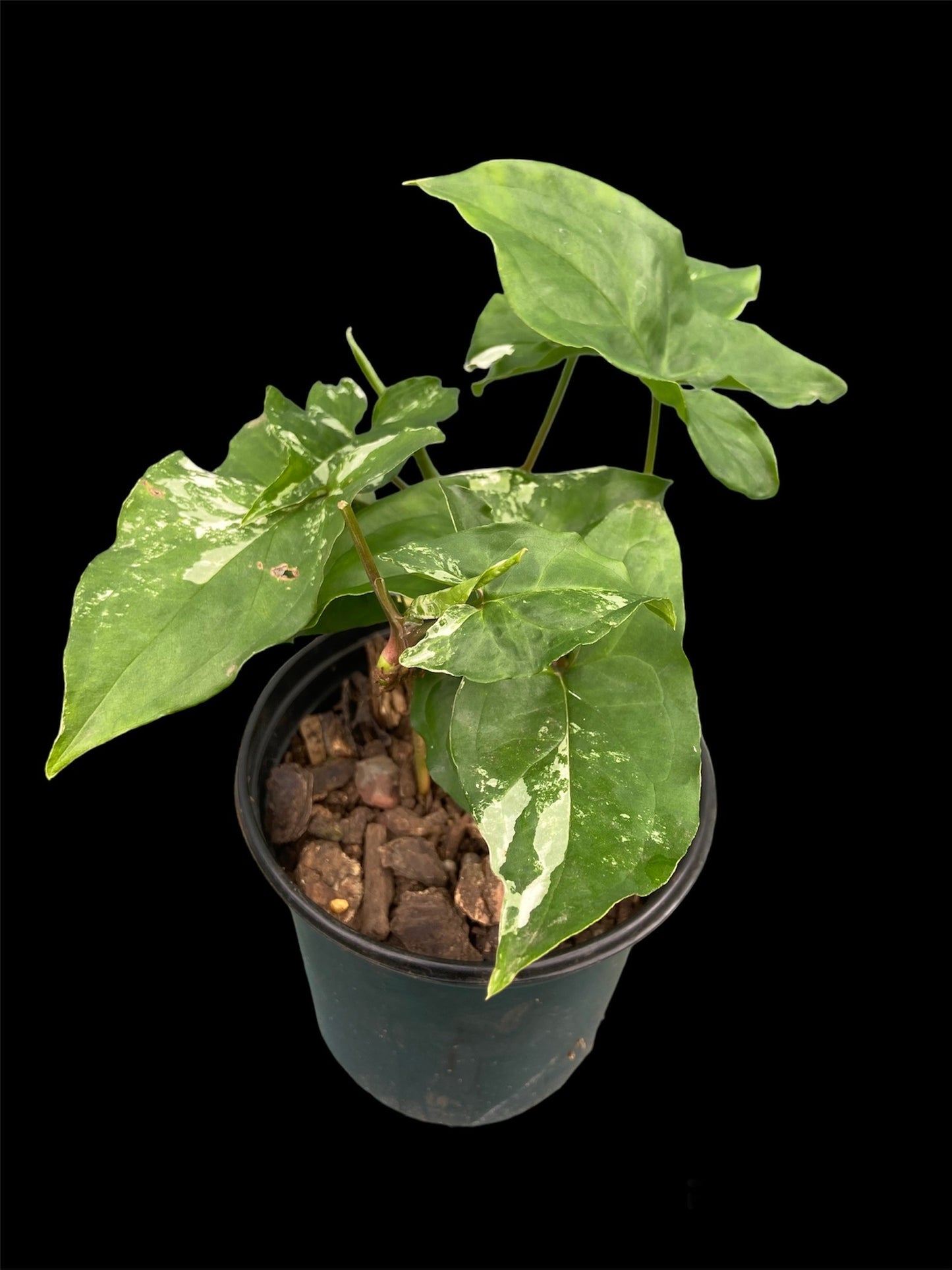 Syngonium Albo (low variegation)
