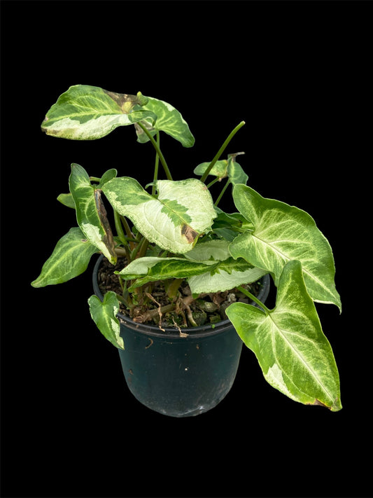SYNGONIUM ORM NAGPUM VARIEGATA 3 - Foto 11