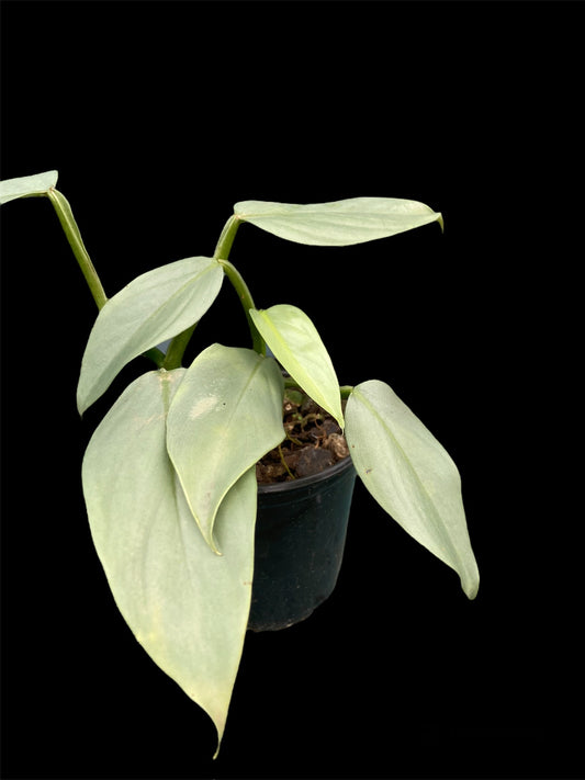 Philodendron hastatum - silver sword