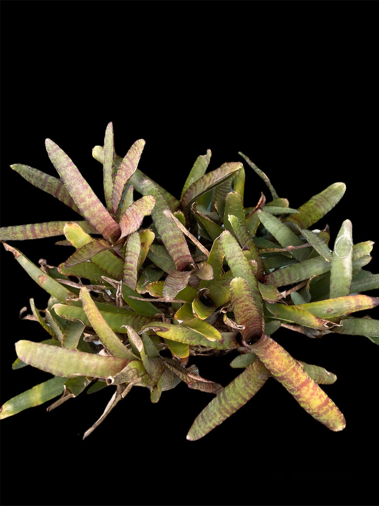 Neo ampullacea