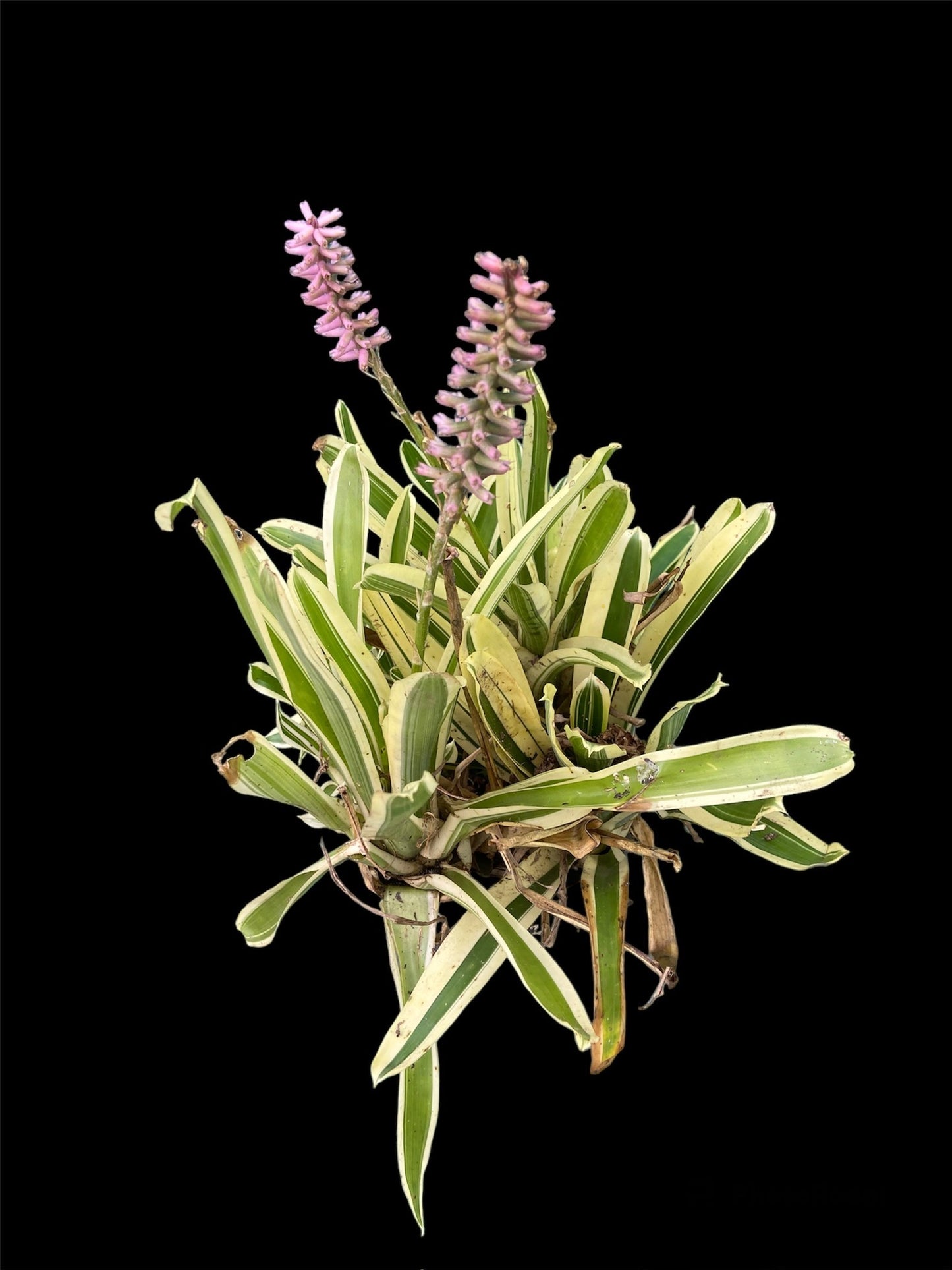 Aechmea lucky stripe