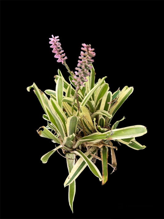Aechmea lucky stripe