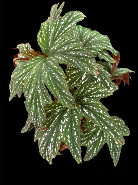 Begonia platanifolia