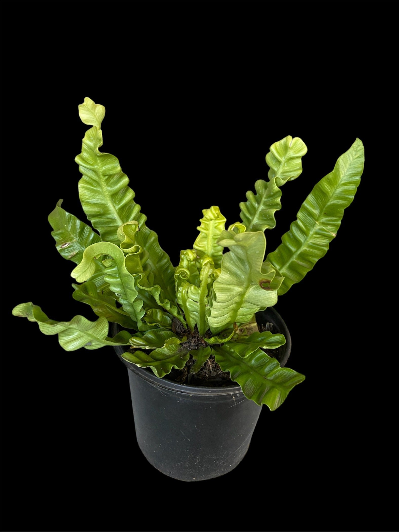 Asplenium nidus Curly bird's nest fern GrowCo Nursery