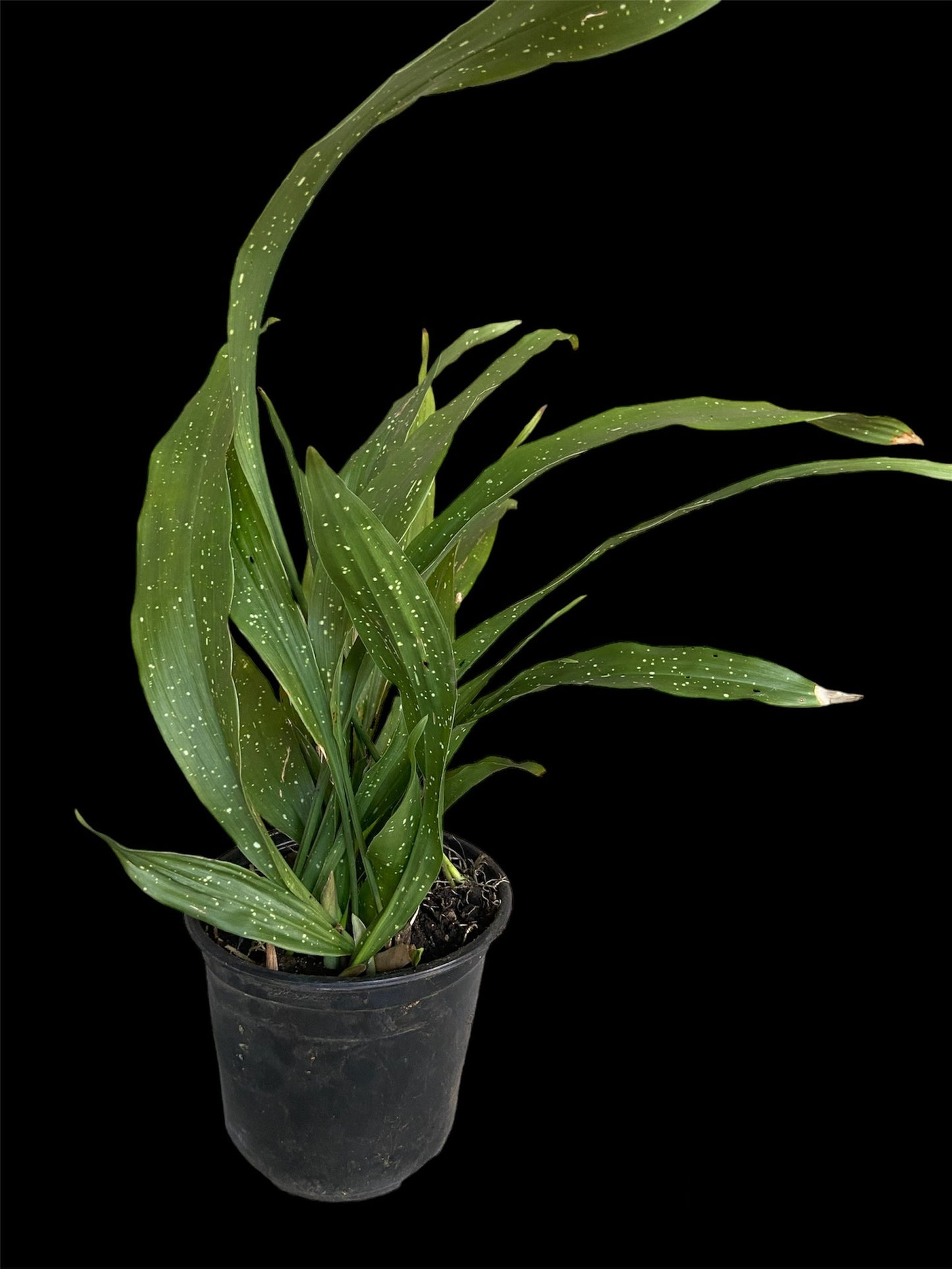 Aspidistra milky way