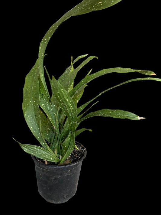 Aspidistra milky way