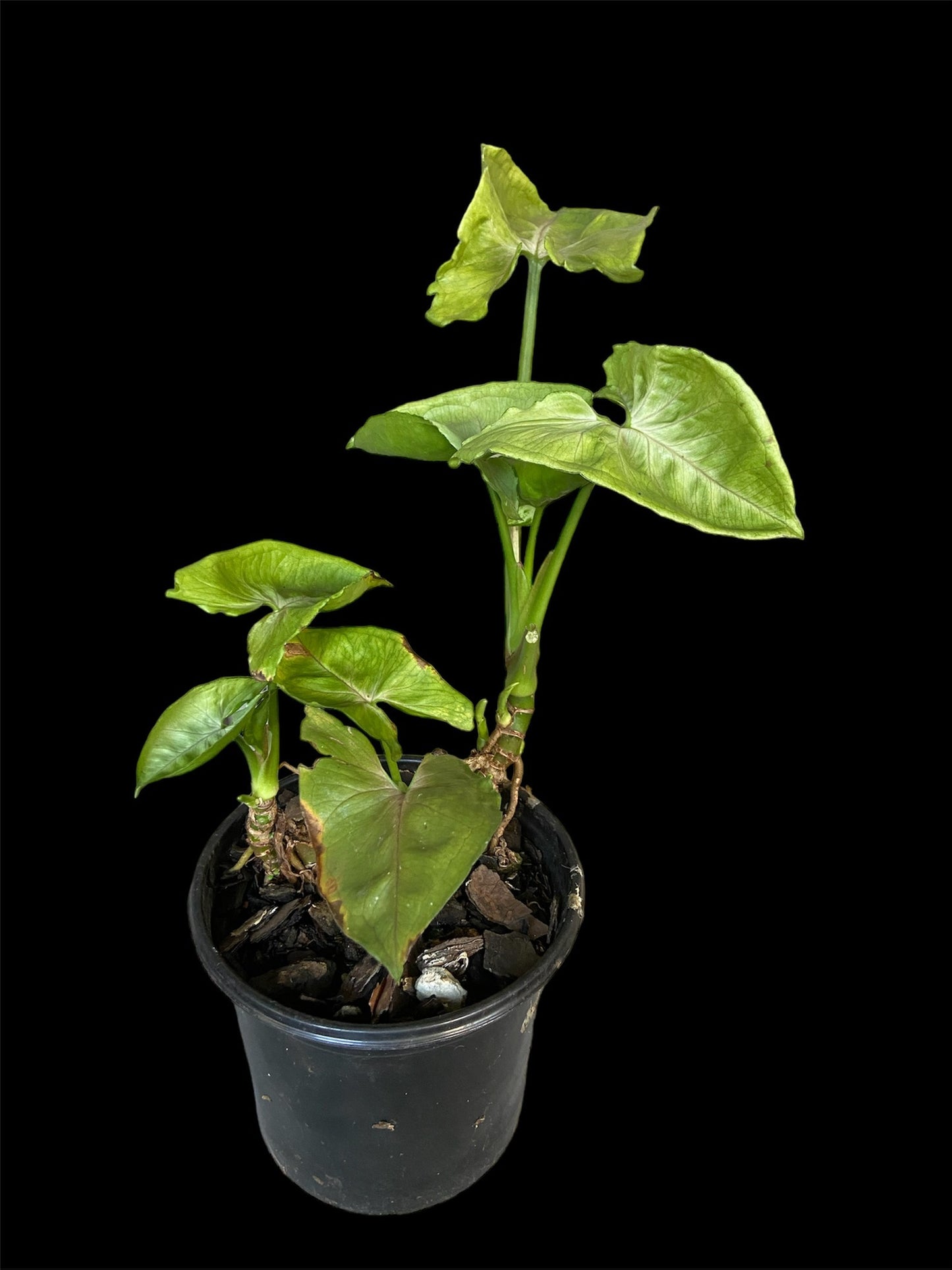 Syngonium neon robusta
