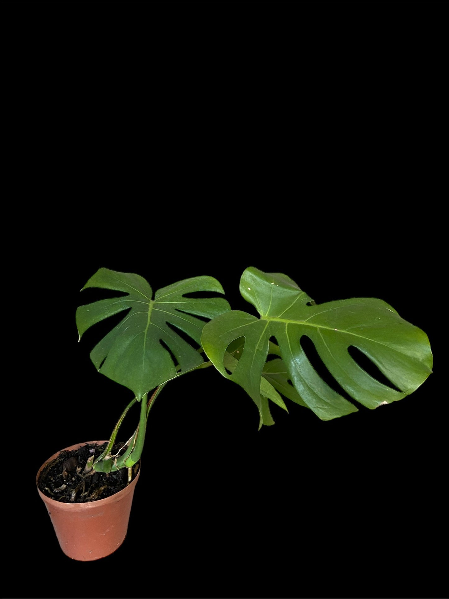 Monstera deliciosa