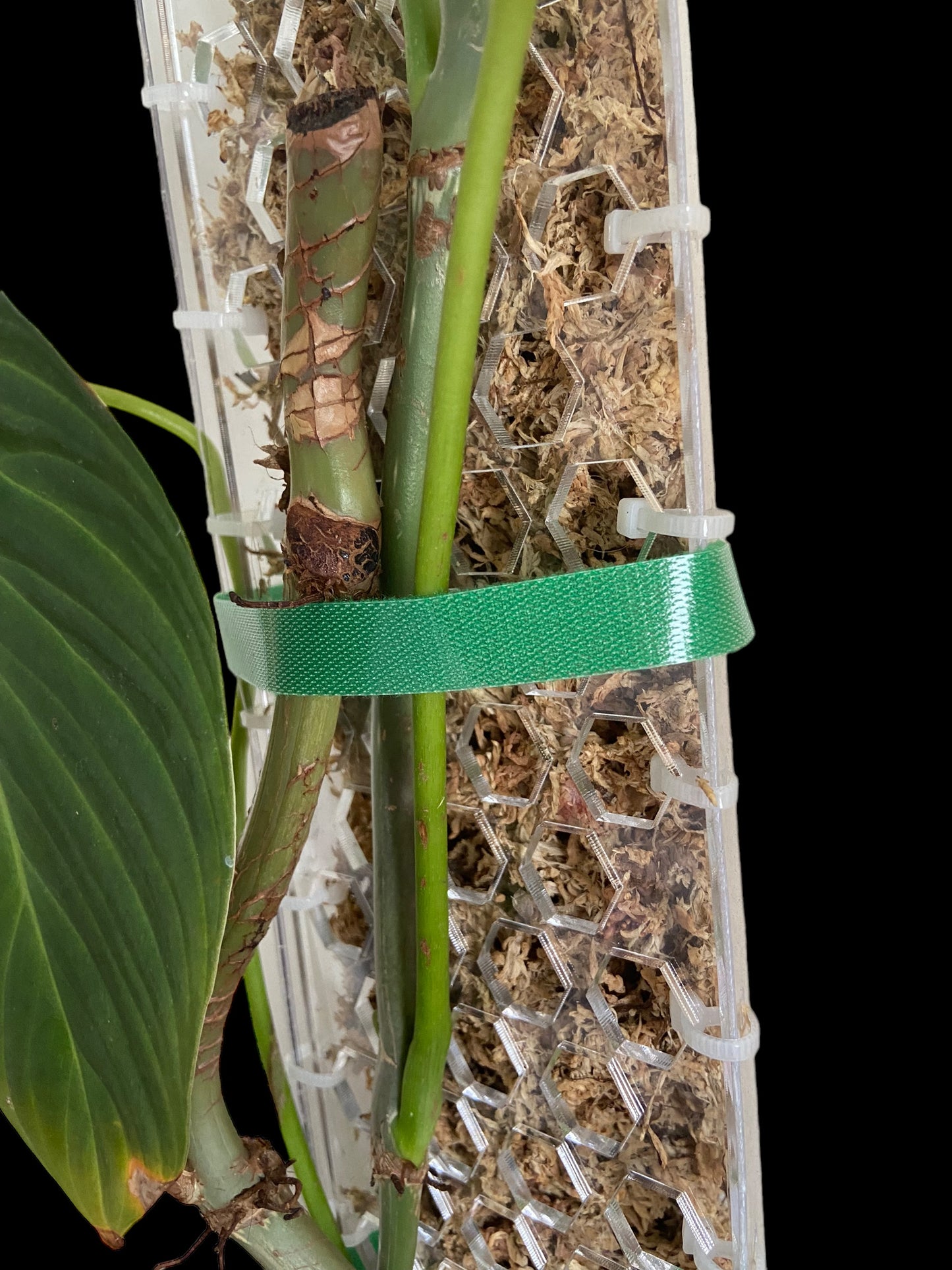 Velcro plant ties - 2m