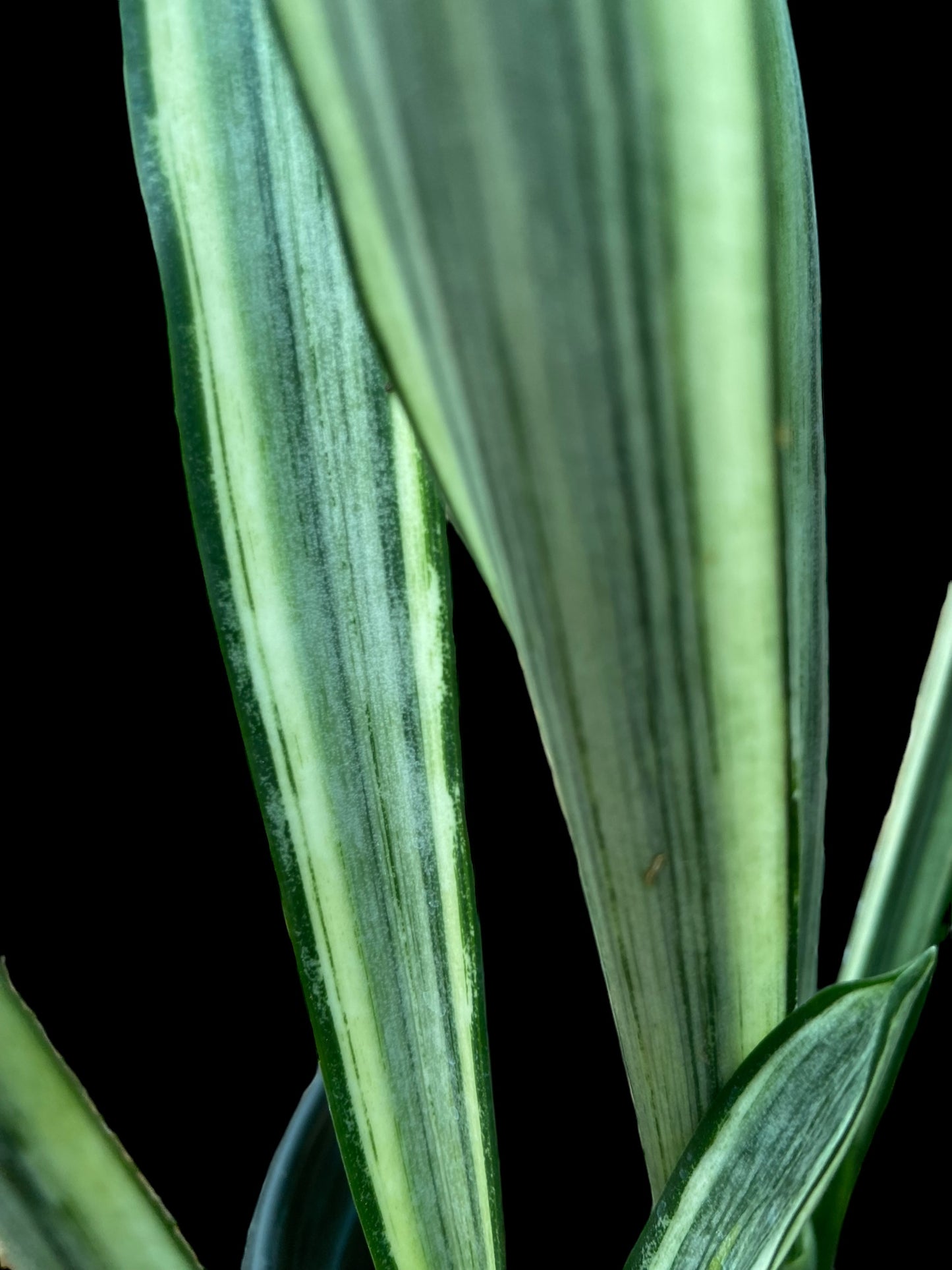 Sansevieria siam silver