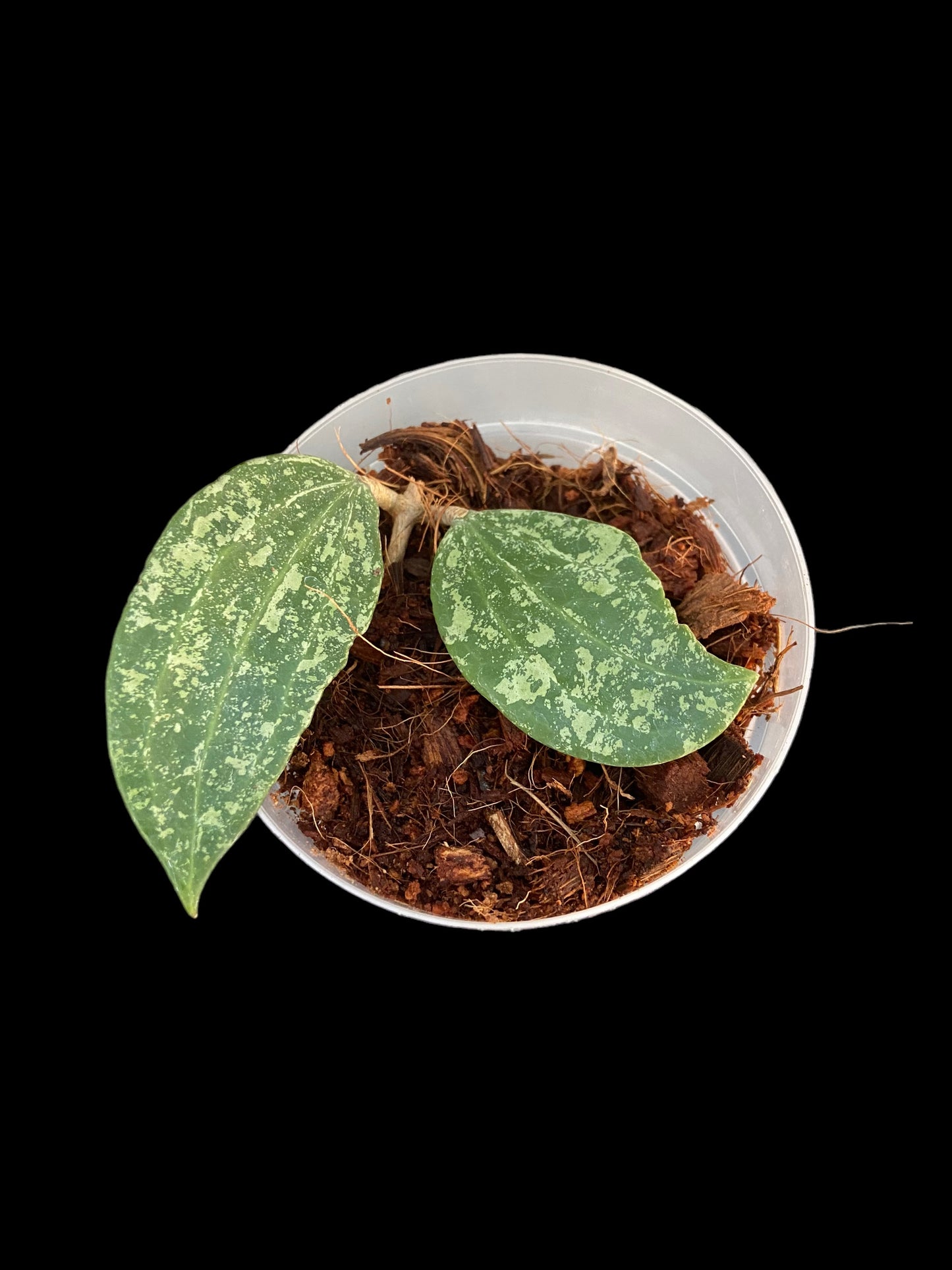 Hoya macrophylla splash