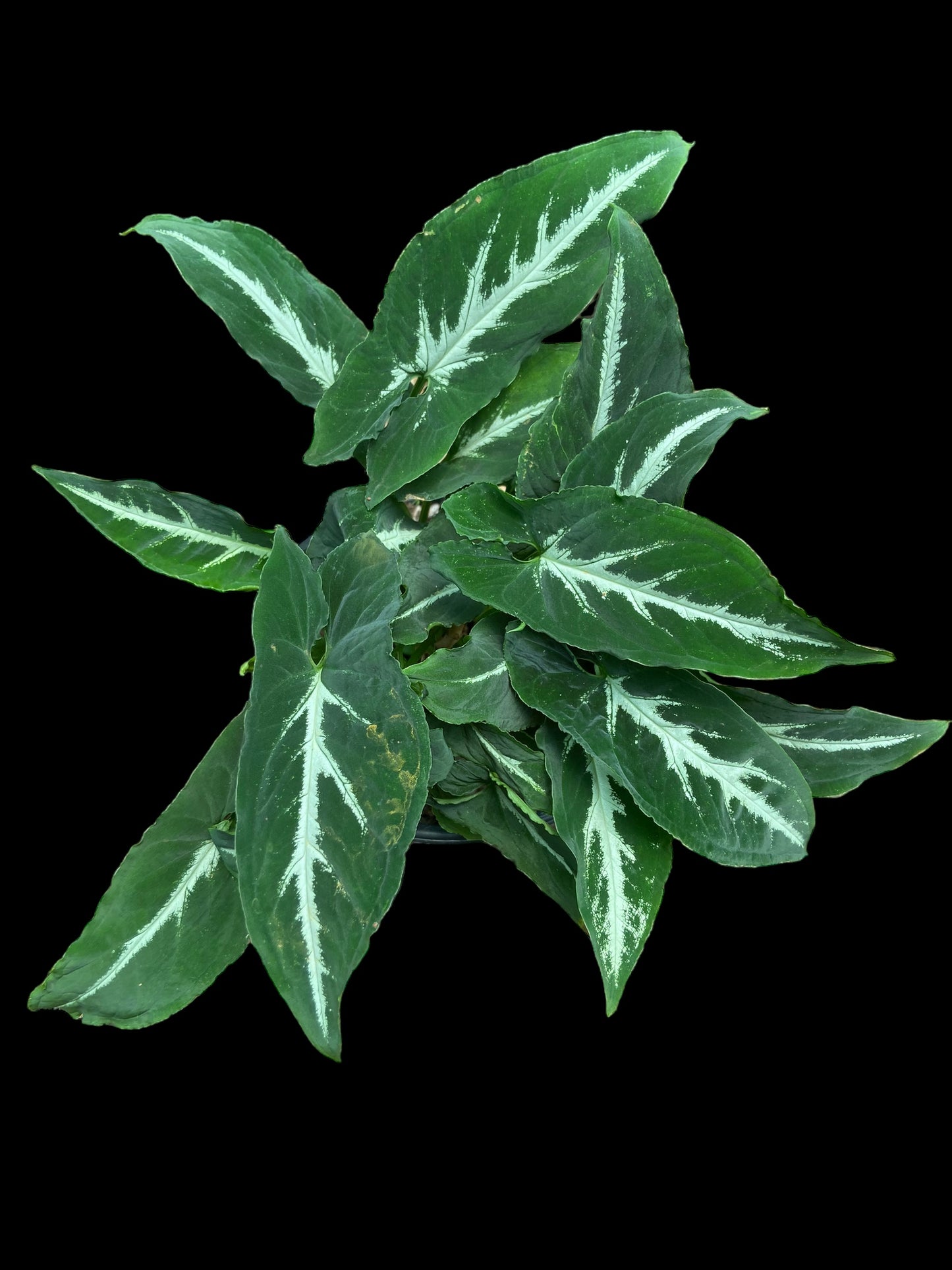 Syngonium wendlandii