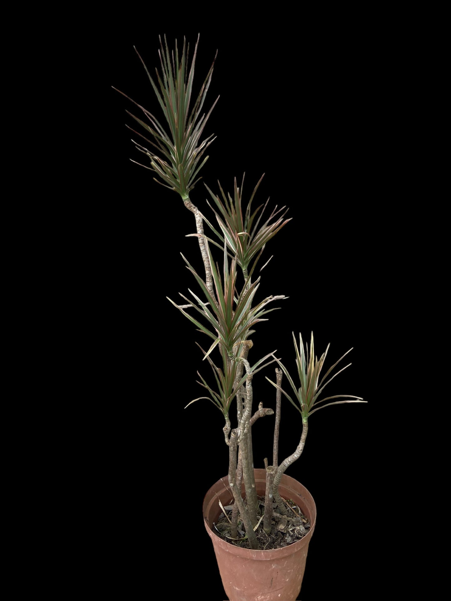 Dragon tree colorama - Dracaena Marginata