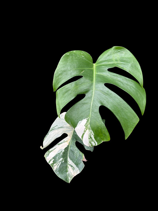 Monstera albo variegata - Aphrodite