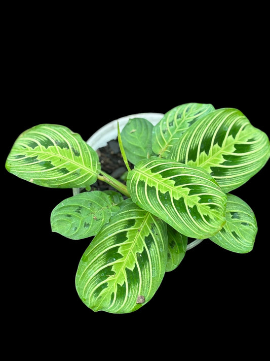 Maranta Leuconeura Lemon Lime