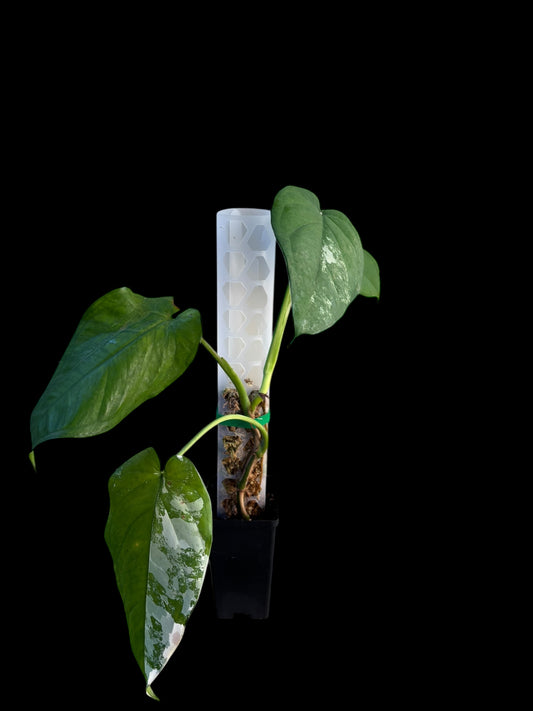 Syngonium chiapense variegata - Berta