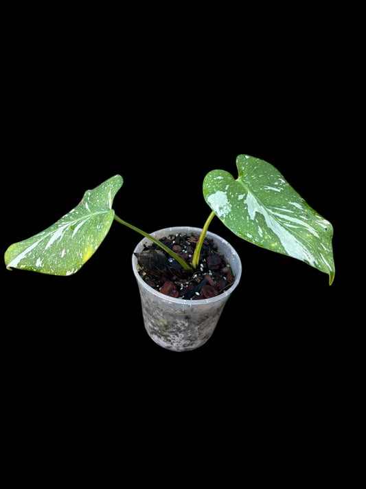 Monstera thai constellation