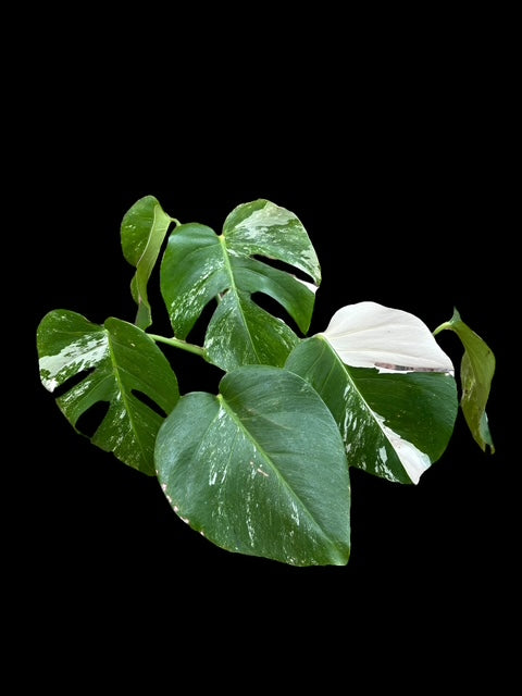 Monstera albo variegata - Penelope