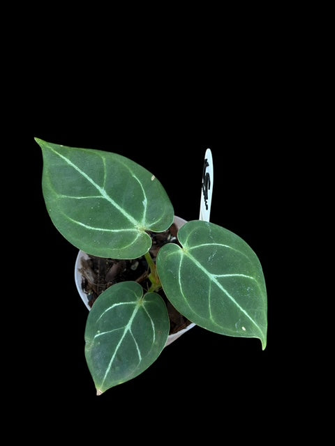 Anthurium red gunsal