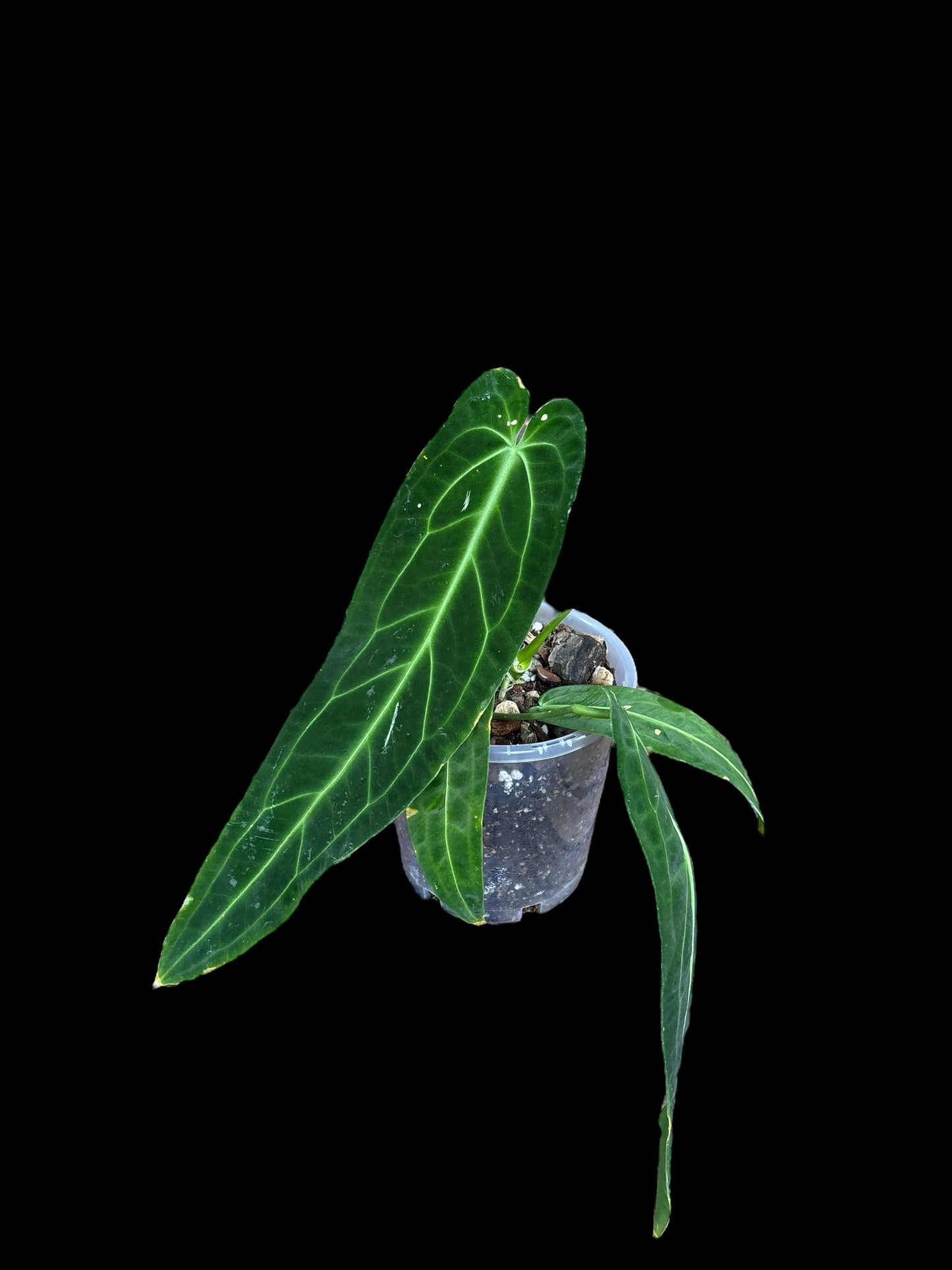 Anthurium warocquanum