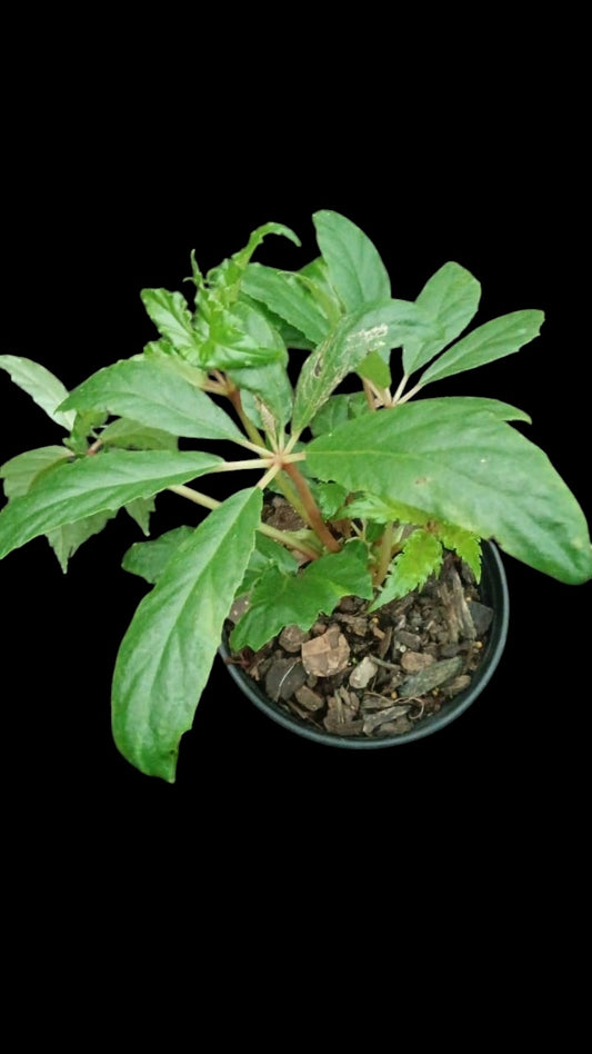 Begonia carolinefolia