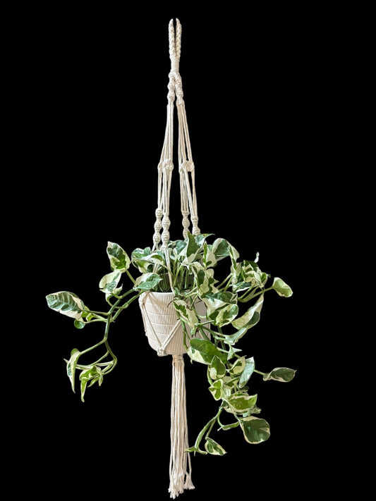 Stillknots - Ivory macramé plant hanger