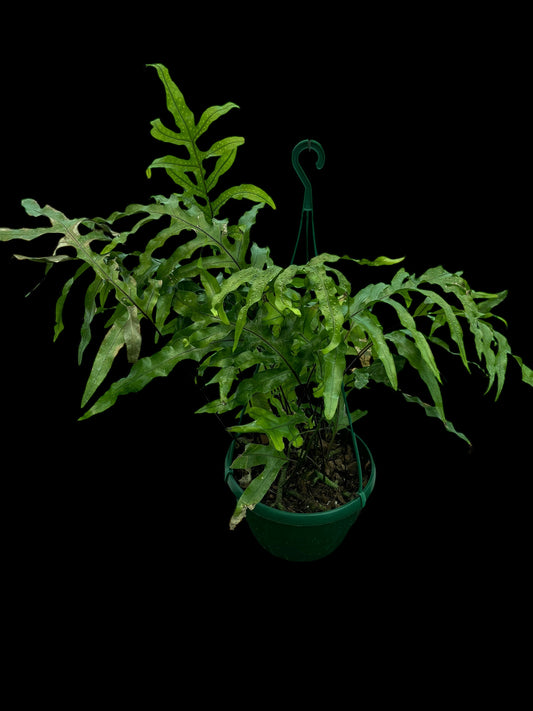 Microsorum diversifolium: Kangaroo fern - hanging basket