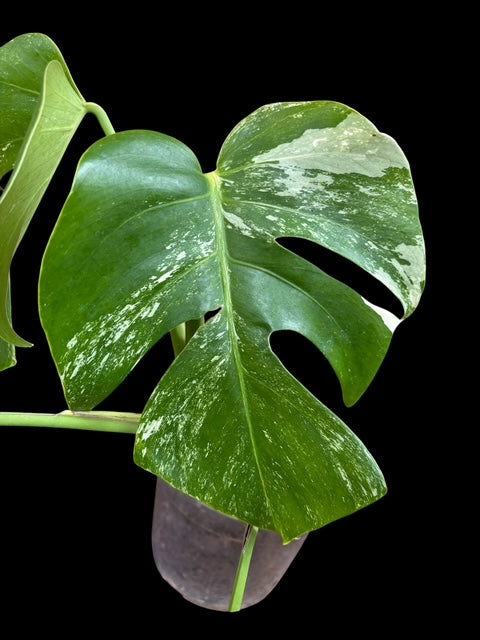 Monstera albo variegata - Penelope