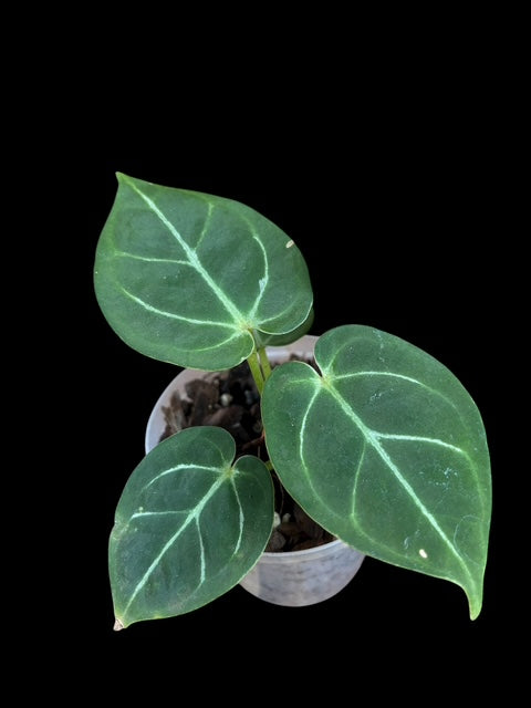 Anthurium red gunsal