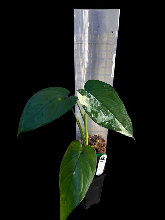 Syngonium chiapense variegata - Louise