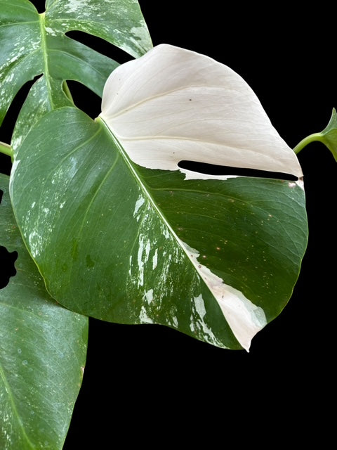 Monstera albo variegata - Penelope