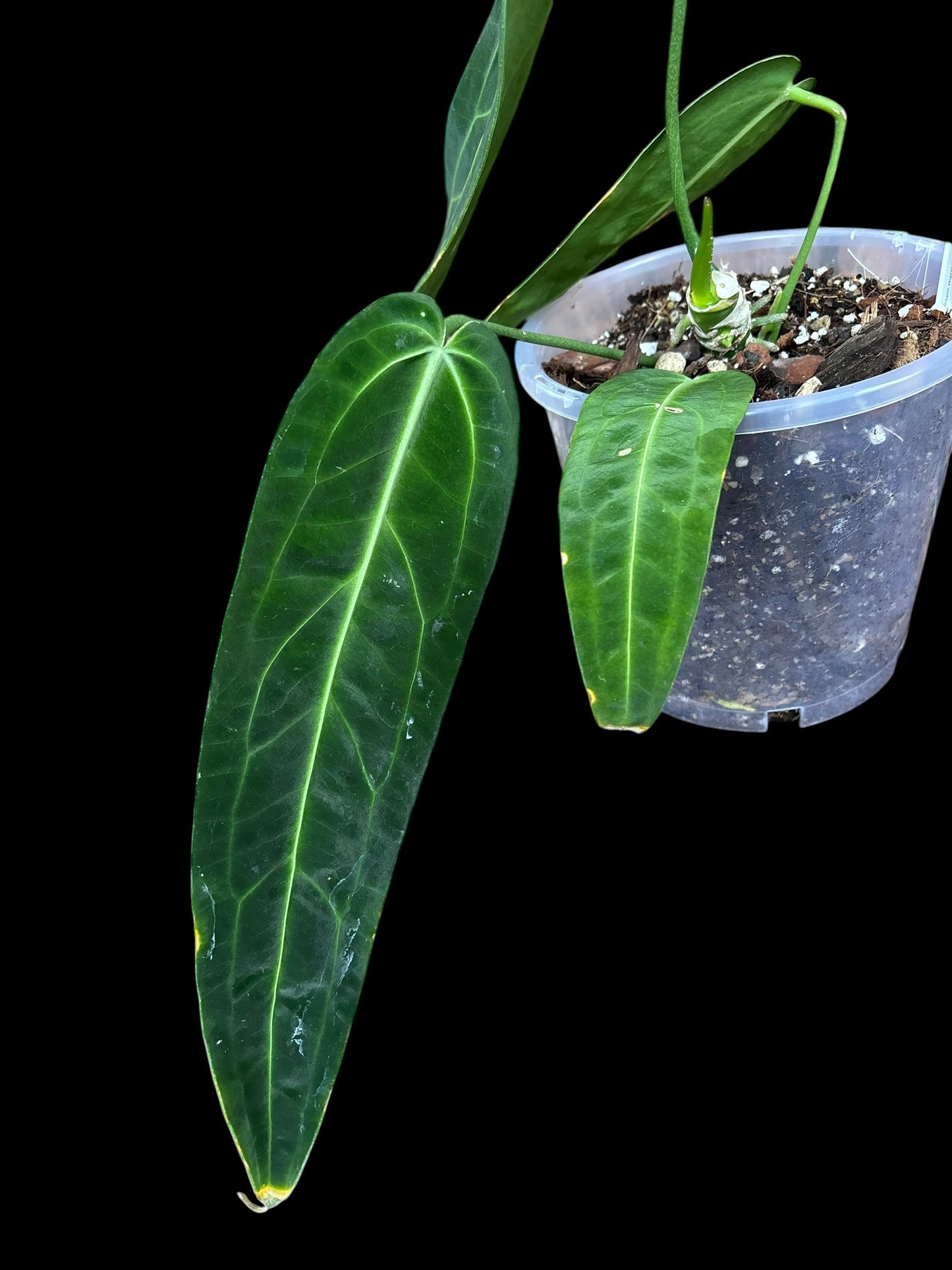 Anthurium warocquanum