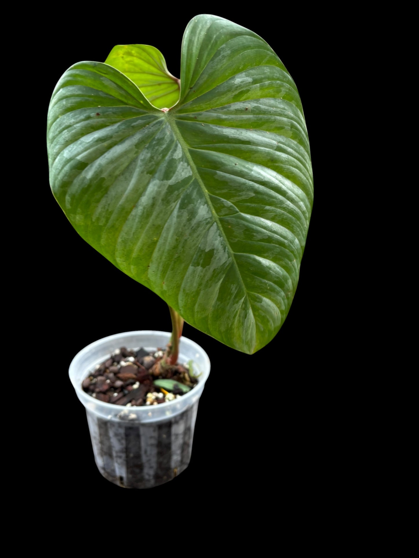 Philodendron sodiroi