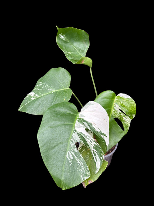 Monstera albo variegata - Athena