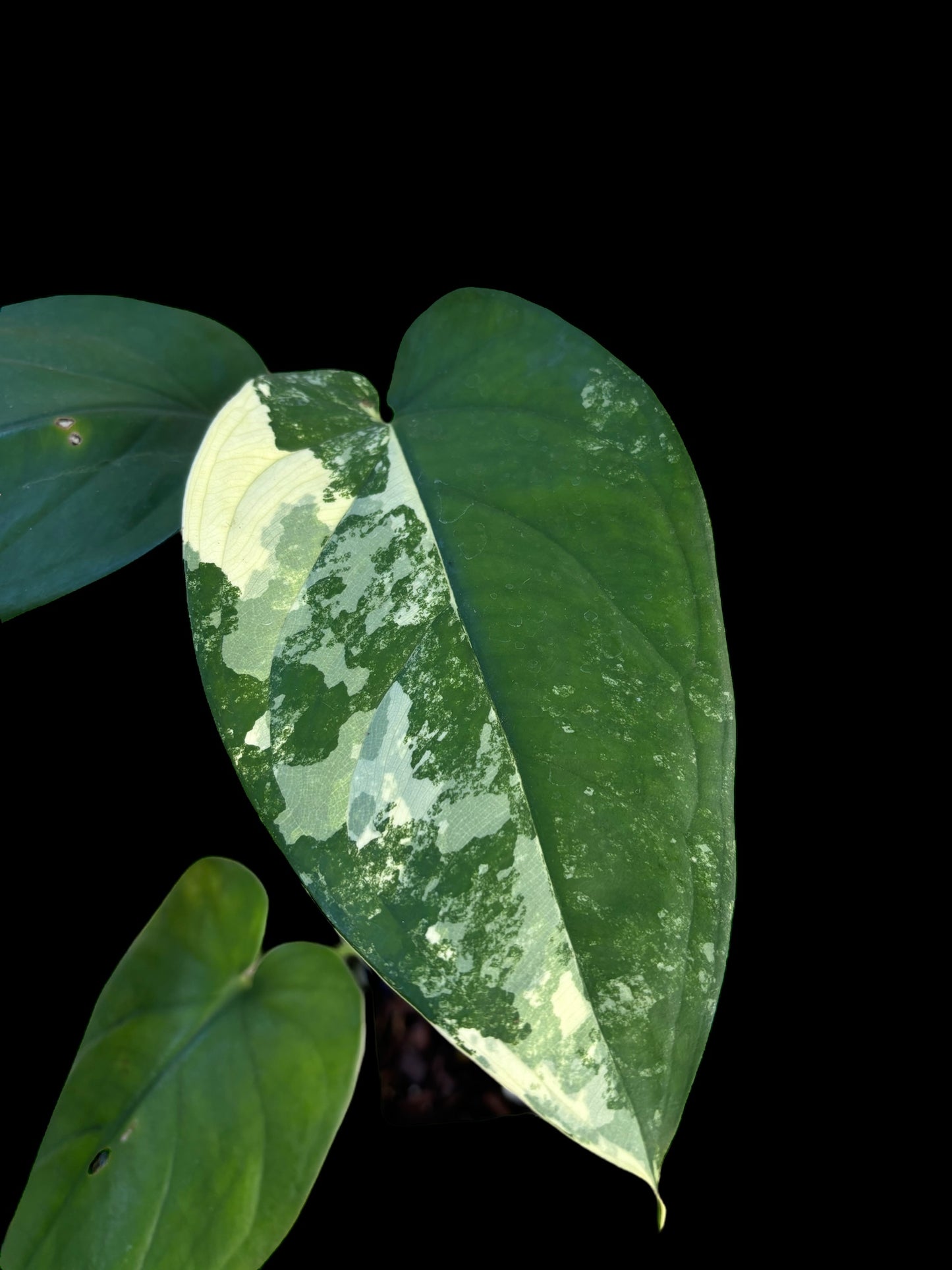 Syngonium chiapense variegata - Louise